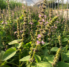 画像をギャラリービューアに読み込む, hilltop herbs ✴︎ <Holy Basil> herb tea