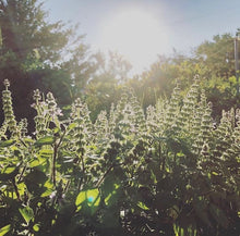 画像をギャラリービューアに読み込む, hilltop herbs ✴︎ <Physical> original blend herb tea