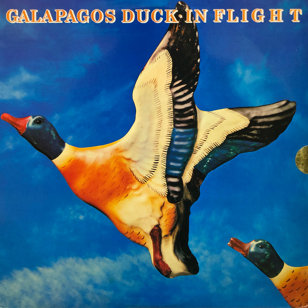 Galapagod Duck “In Flight”